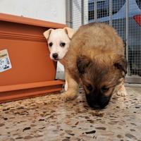 Meticci di piccola taglia