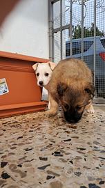 Meticci di piccola taglia