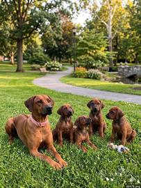 Cuccioli Rhodesian ridgeback