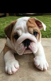 BULLDOG INGLESE CUCCIOLI - ENGLISH BULDOG puppy