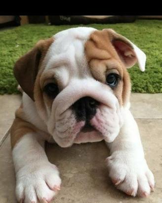 BULLDOG INGLESE CUCCIOLI - ENGLISH BULDOG puppy