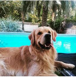 Golden retriver