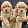 golden-retriever-100-americano-top-del-top-