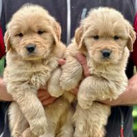 Golden Retriever 100% Americano "Top del Top"