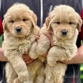 Golden Retriever 100% Americano "Top del Top"