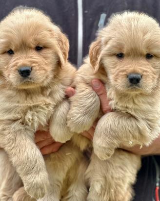 Golden Retriever 100% Americano "Top del Top"