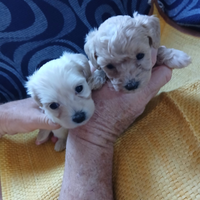 Cuccioli di maltipoo