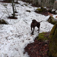 Bracco maschio per accoppiamento