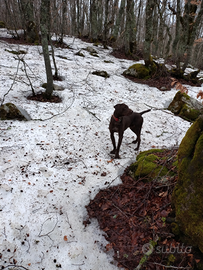 Bracco maschio per accoppiamento