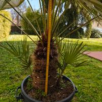 palma nana Chamareops Humilis