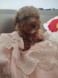 Barboncino mini Teacup