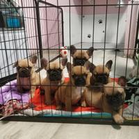 Cuccioli di Bouledogue Francese