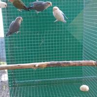 Pappagalli inseparabili coppie e singoli