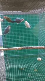 Pappagalli inseparabili coppie e singoli