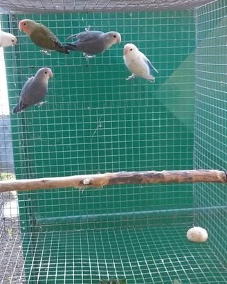 Pappagalli inseparabili coppie e singoli