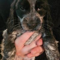 Cucciola cocker spaniel