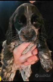 Cucciola cocker spaniel