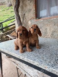 cuccioli cocker 