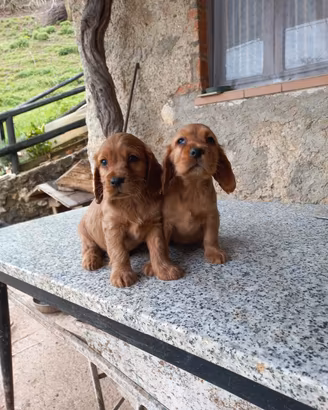 cuccioli cocker 