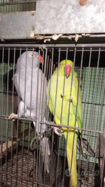 Parrocchetti e conuri