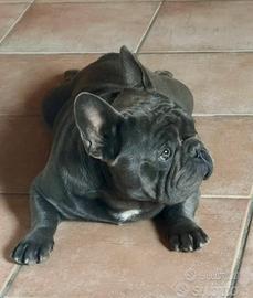 Maschio Bulldog francese Blue per accoppiamento