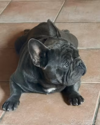 Maschio Bulldog francese Blue per accoppiamento