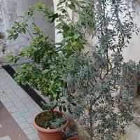 pianta ulivo in mezza botte in legno