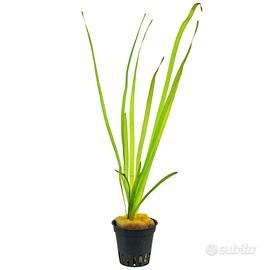 Vallisneria spiralis