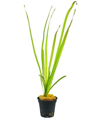 Vallisneria spiralis