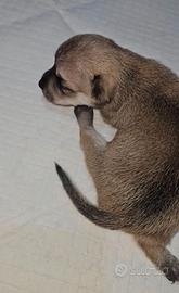 Chihuahua nano Allevamento
