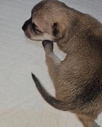 Chihuahua nano Allevamento