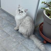 Cuccioli di Persiani Chinchilla