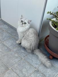 Cuccioli di Persiani Chinchilla