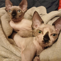 Sphynx Canadese
