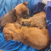 Cuccioli di chihuahua