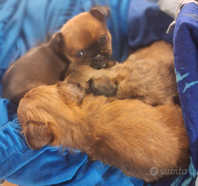 Cuccioli di chihuahua