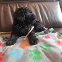 Barboncino Maschio Toy