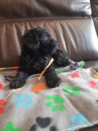 Barboncino Maschio Toy