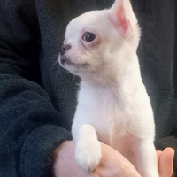 Cuccioli Chihuahua
