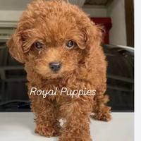 Cuccioli di barboncino Toy/nano/MiniToy pag a rat