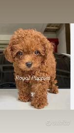 Cuccioli di barboncino Toy/nano/MiniToy pag a rat