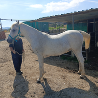 Purosangue Arabo P.S.A. femmina