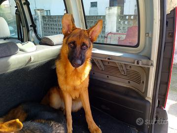 Pastore tedesco maschile