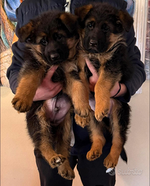 Cuccioli pastore tedesco