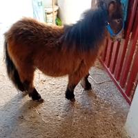 Mini pony
