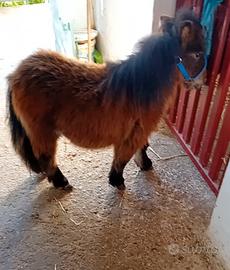 Mini pony