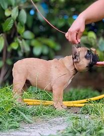 cucciolo bulldog francese maschio 
