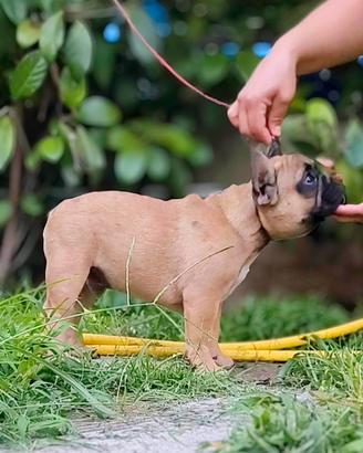 cucciolo bulldog francese maschio 