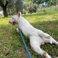 Bull terrier