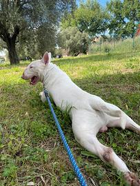 Bull terrier